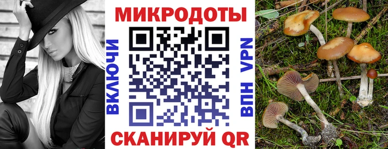 Псилоцибиновые грибы Psilocybe  Купить закладки  Камень-на-Оби 